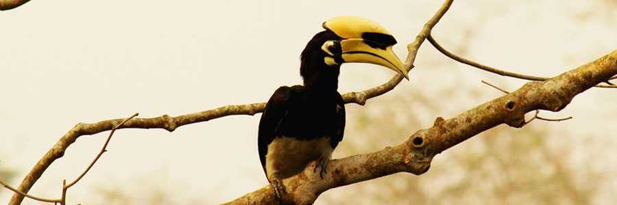 Jaldapara National Park