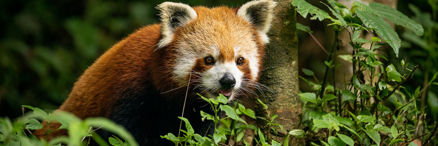 Padmaja Naidu Himalayan Zoological Park