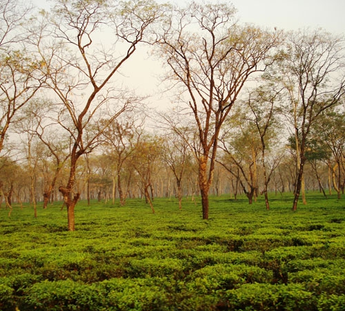 Beautiful Dooars Tour