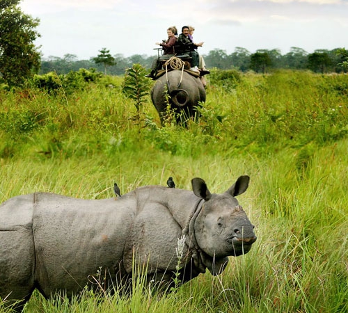 Delightfull Dooars Tour