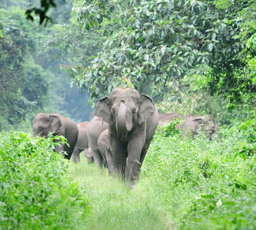 Dooars Nature Tour